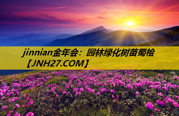 园林绿化树苗蜀桧